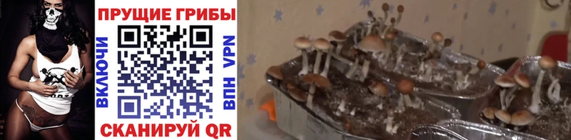 Псилоцибиновые грибы Psilocybine cubensis  Купить закладки  Севск 